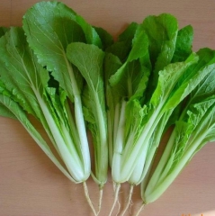 鑫楠农业  五指山小白菜新鲜蔬菜 1kg装