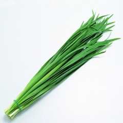鑫楠农业  五指山韭菜新鲜蔬菜 1kg装