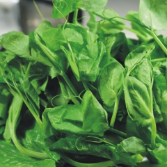 鑫楠农业  五指山 豌豆尖新鲜蔬菜 1kg装