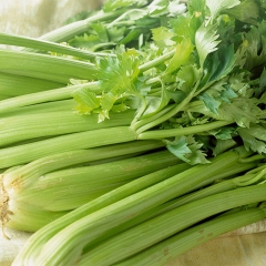 鑫楠农业  五指山芹菜新鲜蔬菜 1kg装